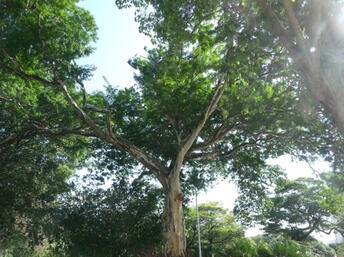Mulateiro Rapeh Rapé Mulateiro