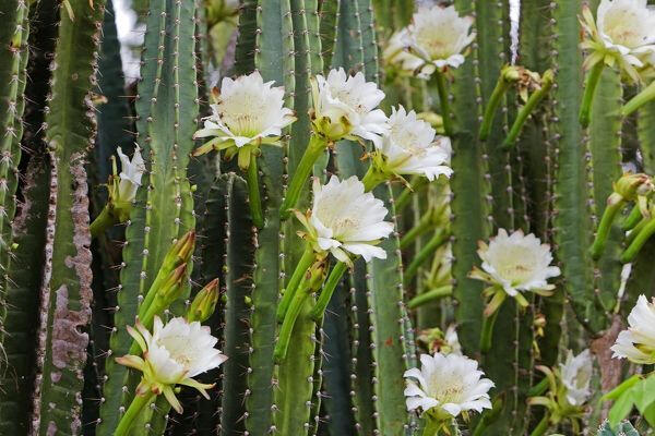 Rapé Cactus Rapeh Rapé Cactus