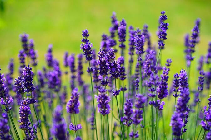 Rapé Lavanda Rapeh Rapé Lavanda