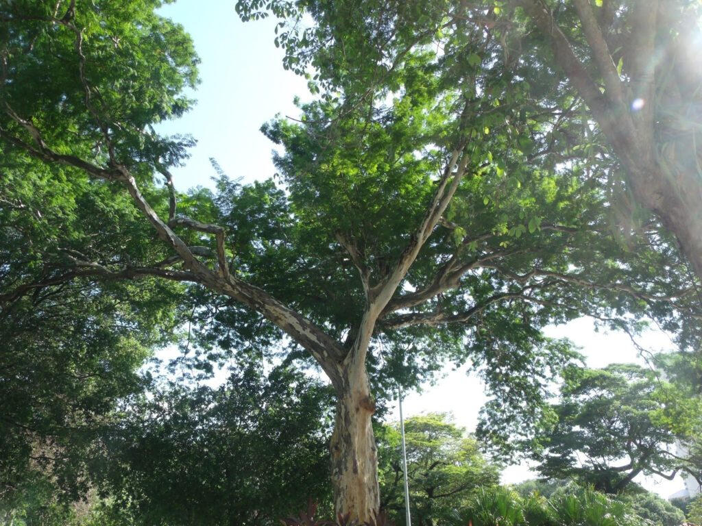 Rapé Mulateiro Rapeh Rapé Mulateiro